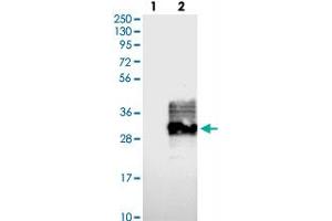 Western blot analysis of Lane 1: Negative control (vector only transfected HEK293T lysate), Lane 2: Over-expression Lysate (Co-expressed with a C-terminal myc-DDK tag (~3. (FAM174A antibody)