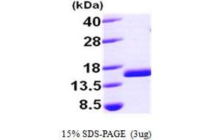 SDS-PAGE (SDS) image for Fission 1 (FIS1) (AA 1-122) protein (His tag) (ABIN666999) (Fission 1 Protein (FIS1) (AA 1-122) (His tag))