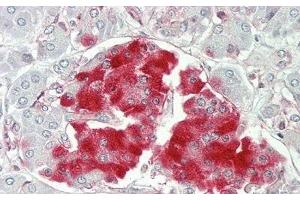 Detection of PTPRN in Human Pancreas Tissue using Polyclonal Antibody to Protein Tyrosine Phosphatase Receptor Type N (PTPRN) (PTPRN antibody  (AA 368-575))