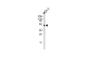 SOCS4 antibody  (AA 227-254)