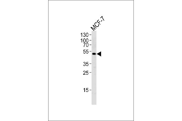 SOCS4 antibody  (AA 227-254)