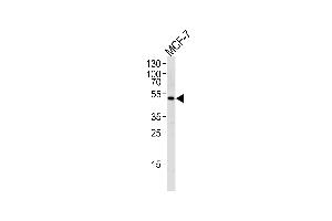 Western blot analysis of lysate from MCF-7 cell line,using SOCS4 Antibody (Center) (ABIN655792 and ABIN2845222). (SOCS4 antibody  (AA 227-254))