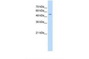 FJX1 antibody  (AA 153-202)