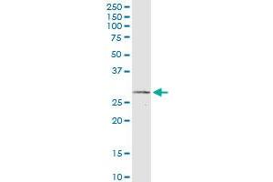 IFNA2 monoclonal antibody (M06), clone 2F4. (IFNA2 antibody  (AA 24-188))