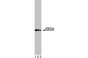 Western blot analysis of CtBP1 on a BC3H1 cell lysate (Mouse brain smooth muscle-like cells, ATCC CRL-1443). (CTBP1 antibody  (AA 345-441))