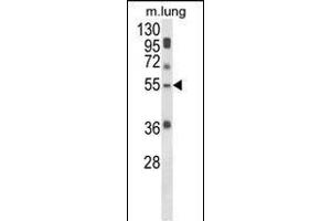 Western blot analysis of SELENBP1 Antibody (C-term) (ABIN652814 and ABIN2842531) in mouse lung tissue lysates (35 μg/lane). (SELENBP1 antibody  (C-Term))