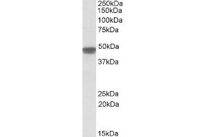 ABIN571199 (0. (NDUFS2 antibody  (Internal Region))