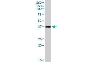LFNG MaxPab rabbit polyclonal antibody. (LFNG antibody  (AA 1-250))