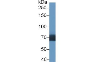 Western Blot; Sample: Human Lung lysate; Primary Ab: 1µg/ml Rabbit Anti-Human DIDO1 Antibody Second Ab: 0. (DIDO1 antibody  (AA 258-455))
