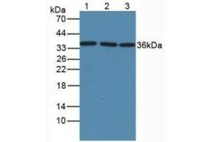 Mouse Capture antibody from the kit in WB with Positive Control: Lane1: Human Liver Tissue; Lane2: Rat Liver Tissue; Lane3: Mouse Liver Tissue. (GAPDH ELISA Kit)