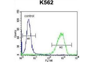 Flow cytometric analysis of K562 cells using PAICS Antibody (N-term) Cat. (PAICS antibody  (N-Term))