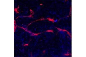 Methanol/Acetone fixed human stem cell is used in IF to detect Eph4A (blue) and endothelial Lectin(red). (EPH Receptor A4 antibody  (N-Term))