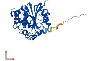 AlphaFold protein structure predicition of Human Recombinant PNMT Protein, UniprotID P11086 (PNMT Protein (AA 1-282) (His tag))