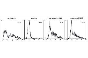 Flow cytometry data in permeabilized cells of overexpressed FLAG-epitope-tagged pro-caspase-8 (active-site-mutant) in 293T cells using anti-caspase-8 mAbs (3B10) , anti-FLAG or control. (Caspase 8 antibody)