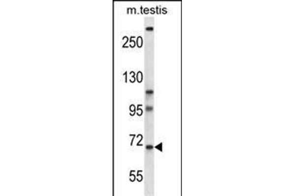 PAN3 Antikörper  (C-Term)