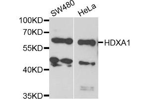 Western blot analysis of extracts of various cell lines, using HDXA1 antibody. (HOXA1 antibody)