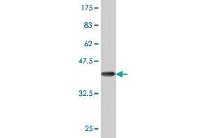 Western Blot detection against Immunogen (36. (DCP1A antibody  (AA 186-285))