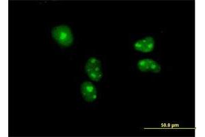 Immunofluorescence (IF) image for anti-Bystin-Like (BYSL) (AA 1-324) antibody (ABIN513837)