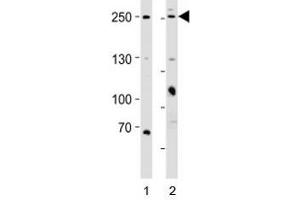 Western blot analysis of lysate from 1) HeLa and 2) MCF-7 cell line using MUC4 antibody; Ab was diluted at 1:1000 for each lane. (MUC4 antibody  (N-Term))