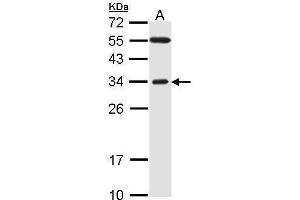 WB Image Sample (30 ug of whole cell lysate) A: H1299 12% SDS PAGE antibody diluted at 1:1000 (FBXO2 antibody  (C-Term))