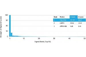 Analysis of Protein Array containing >19,000 full-length human proteins using TACSTD2 Mouse Monoclonal Antibody (TACSTD2/2152) Z- and S- Score: The Z-score represents the strength of a signal that a monoclonal antibody (MAb) (in combination with a fluorescently-tagged anti-IgG secondary antibody) produces when binding to a particular protein on the HuProtTM array. (TACSTD2 antibody  (AA 31-274))