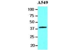 The lysates of A549 (20 ug) were resolved by SDS-PAGE, transferred to nitrocellulose membrane and probed with anti-human Wnt3a (1:1000). (WNT3A antibody  (AA 19-352))