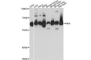 Western blot analysis of extracts of various cell lines, using PKM antibody. (PKM antibody)