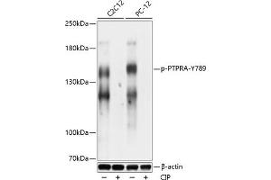 Western blot analysis of extracts of C2C12 and PC-12 cells, using Phospho-PTPRA-Y789 antibody (ABIN7269706) at 1:1000 dilution. (PTPRA antibody  (pTyr789))