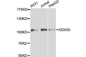 Western blot analysis of extracts of various cell lines, using DDX50 antibody (ABIN5996747) at 1:3000 dilution.