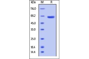 Biotinylated Human VSIG8, Fc,Avitag on  under reducing (R) condition. (VSIG8 Protein (AA 22-263) (Fc Tag,AVI tag,Biotin))