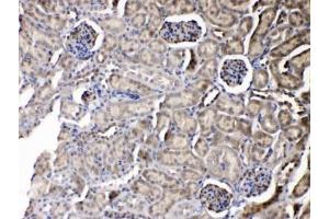IHC testing of FFPE mouse kidney tissue with Purine nucleoside phosphorylase antibody at 1ug/ml. (PNP antibody  (AA 161-189))