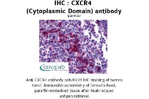 Image no. 1 for anti-Chemokine (C-X-C Motif) Receptor 4 (CXCR4) (3rd Cytoplasmic Domain) antibody (ABIN1733399) (CXCR4 antibody  (3rd Cytoplasmic Domain))