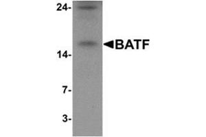 Western blot analysis of BATF in rat spleen tissue lysate with BATF Antibody  at 1 µg/ml (BATF antibody  (N-Term))