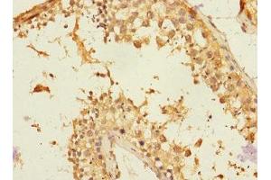 Immunohistochemistry of paraffin-embedded human testis tissue using ABIN7161461 at dilution of 1:100 (Neurotrimin antibody  (AA 30-316))