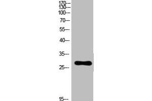 Western Blot analysis of customer's(cat sample) using Ribosomal Protein L7 Polyclonal Antibody. (RPL7 antibody  (C-Term))
