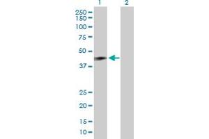 Western Blot analysis of RNF133 expression in transfected 293T cell line by RNF133 MaxPab polyclonal antibody. (RNF133 antibody  (AA 1-376))
