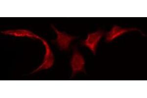 ABIN6275572 staining Hela by IF/ICC. (SIRPG antibody  (C-Term))