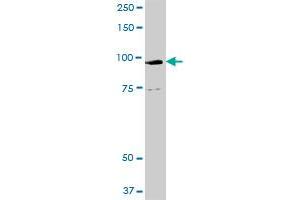 GOLGA1 MaxPab rabbit polyclonal antibody. (GOLGA1 antibody  (AA 1-767))