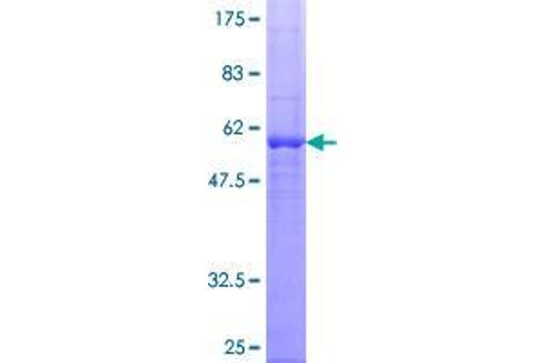 RASD1 Protein (AA 1-281) (GST tag)