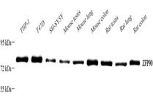 ZNF90 antibody