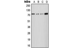 Western blot analysis of NCKX2 expression in HT1080 (A), MCF7 (B), Raw264. (SLC24A2 antibody  (Center))