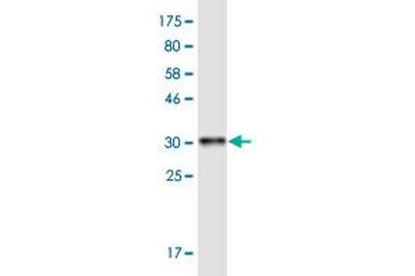 MT2A antibody  (AA 1-61)