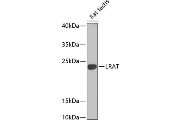 LRAT anticorps