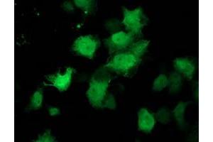 Anti-C1orf50 mouse monoclonal antibody (ABIN2454578) immunofluorescent staining of COS7 cells transiently transfected by pCMV6-ENTRY C1orf50 (RC200134). (C1ORF50 antibody)