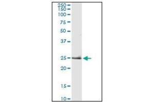 Western Blotting (WB) image for anti-Tumor Necrosis Factor alpha (TNF alpha) (AA 1-234) antibody (ABIN782382) (TNF alpha antibody  (AA 1-234))