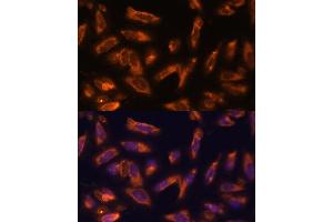 Immunofluorescence (IF) image for anti-Colony Stimulating Factor 2 (Granulocyte-Macrophage) (CSF2) (AA 18-144) antibody (ABIN6139094)