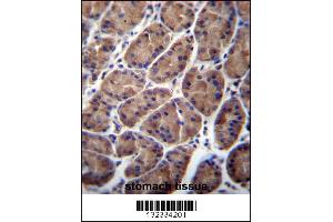 PFDN5 Antibody immunohistochemistry analysis in formalin fixed and paraffin embedded human stomach tissue followed by peroxidase conjugation of the secondary antibody and DAB staining.