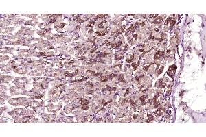 Paraformaldehyde-fixed, paraffin embedded Mouse stomach, Antigen retrieval by boiling in sodium citrate buffer (pH6. (SH3D21 antibody  (AA 51-150))