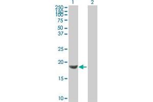 Western Blot analysis of NDUFB6 expression in transfected 293T cell line by NDUFB6 MaxPab polyclonal antibody. (NDUFB6 antibody  (AA 1-128))