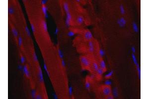 Indirect immunostaining of paraffin embedded sections from mouse skeletal muscle. (VAMP5 antibody  (AA 1-70))